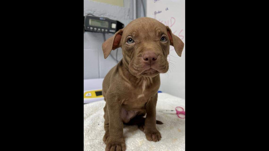 Photo courtesy of the Foothills Humane Society.