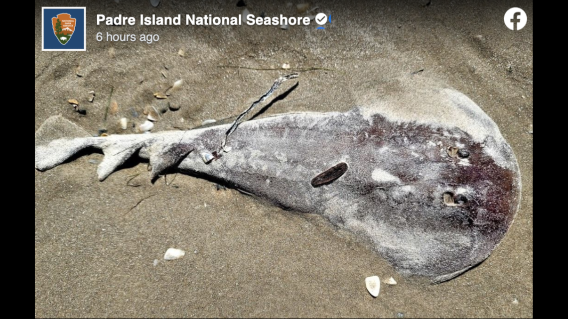 A lesser electric ray washed ashore on the beach at the Padre Island National Seashore in Texas. Screengrab from Padre Island National Seashore on Facebook.