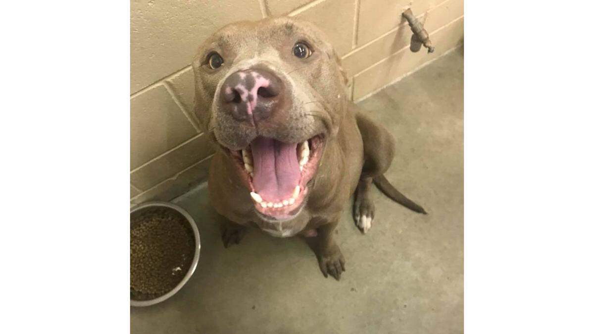 The pitbull in G7 of the Amarillo-Panhandle Humane Society that was euthanized, along with the puppies she bore the same day, on May 10.