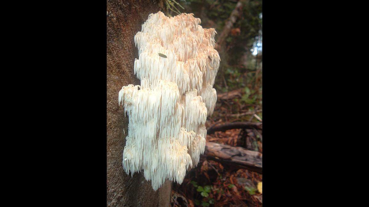 White tendrils looking like frozen icicles hang from multiple tufts of a Coniferous Lion’s Mane mushroom.
