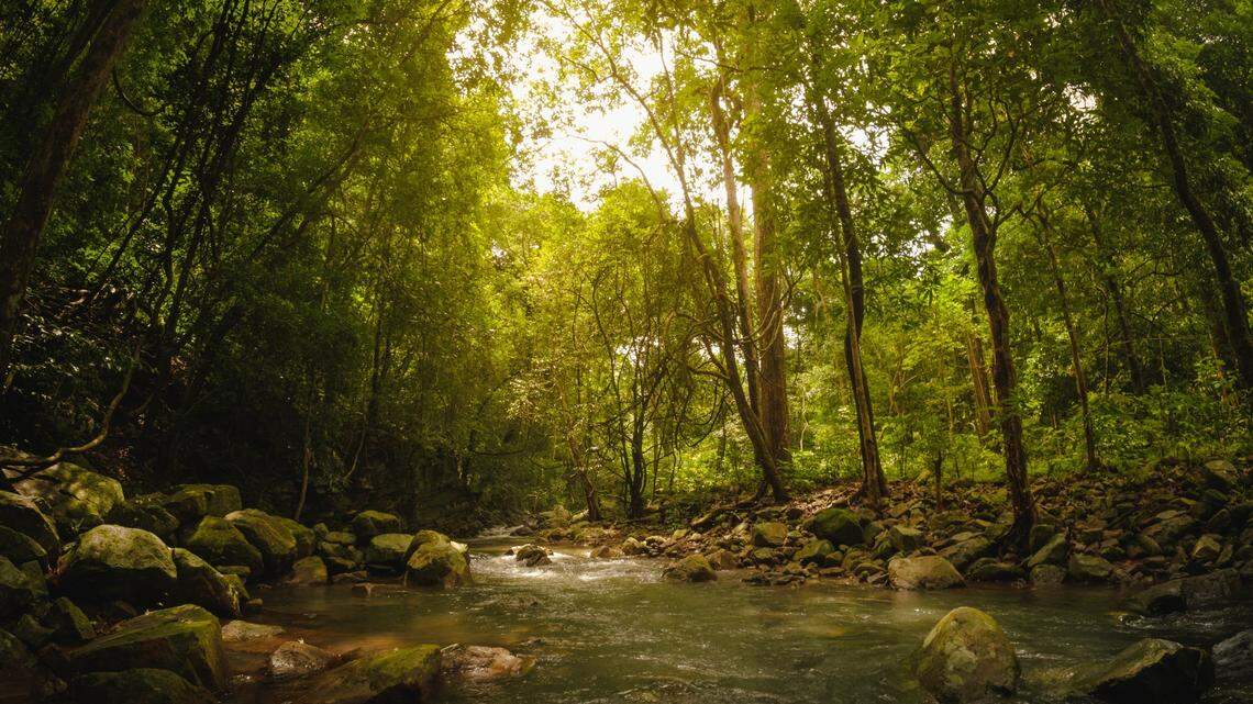 After more than a century, an elusive big cat crossed the path of a trail camera for the first time.