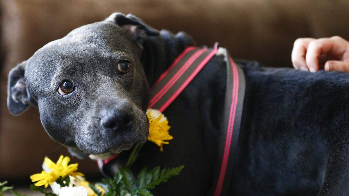 Delta airlines will ban all "pit bull type" dogs from flying with passengers as service animals or support animals on July 10.