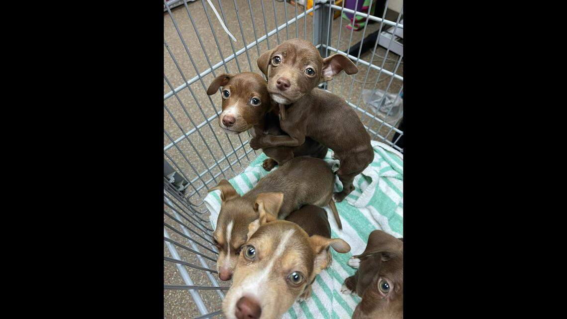 The 5- or 6-week-old puppies were abandoned next to a dumpster, according to Kay Hyman, director of community engagement for the Charleston Animal Society.