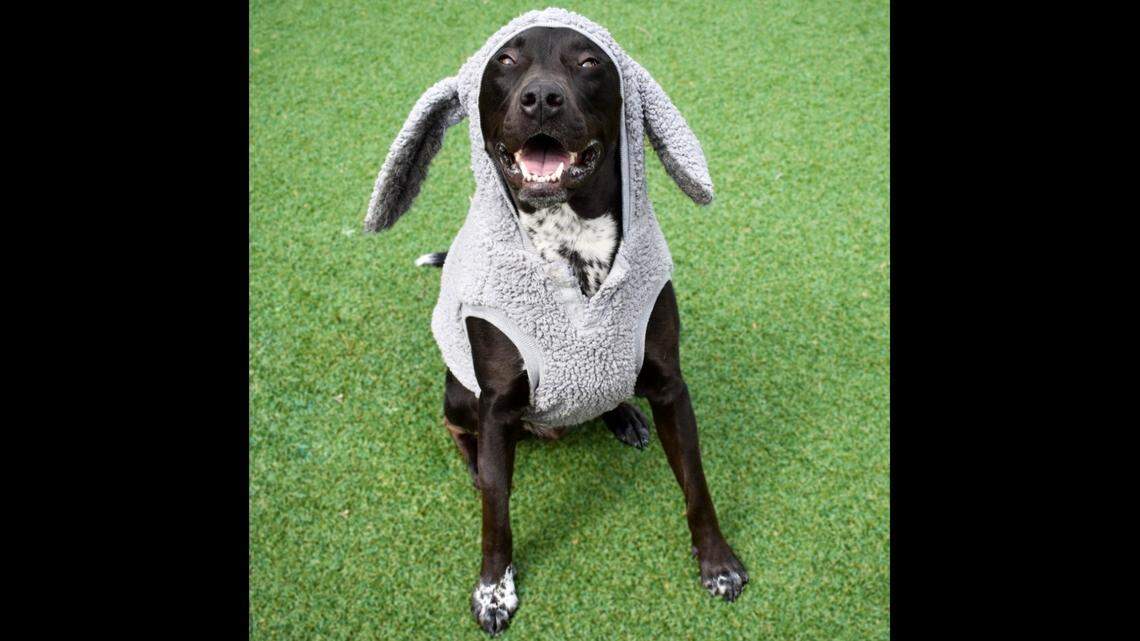 Retriever mix “Buster” has been at a South Carolina shelter for 215 days. “He’s a little bit weird, but aren’t we all?” the shelter said.