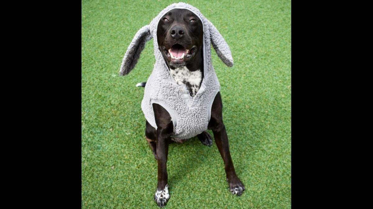 Retriever mix “Buster” has been at a South Carolina shelter for 215 days. “He’s a little bit weird, but aren’t we all?” the shelter said.
