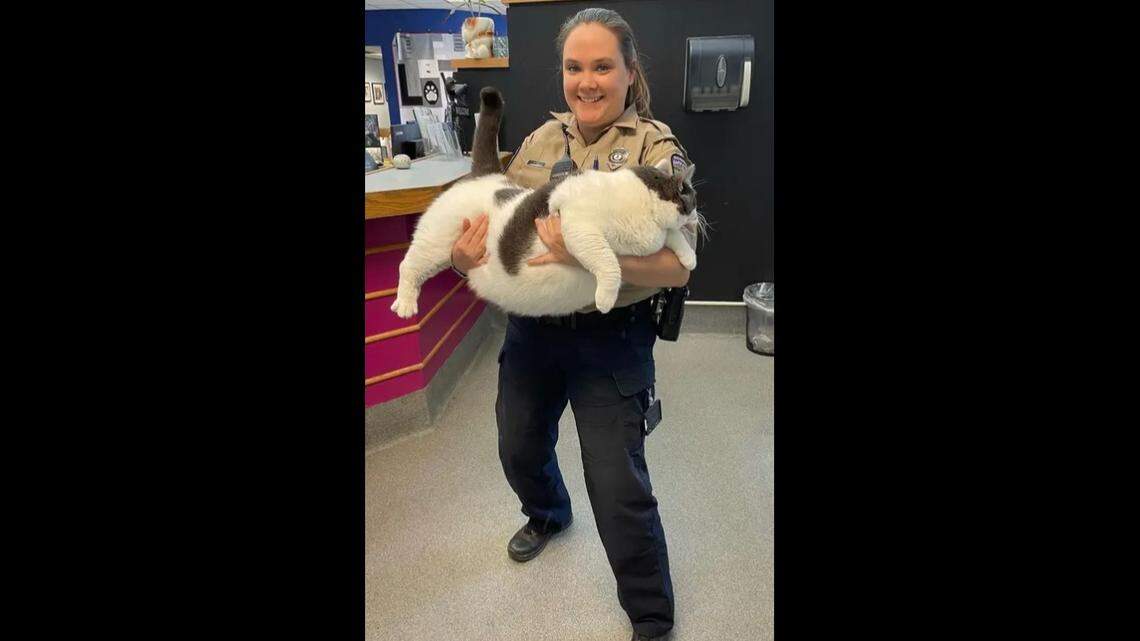 Patches weighed 40.3 pounds when he was surrendered to the Virginia shelter.