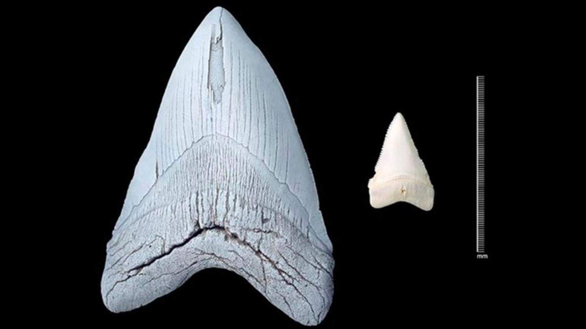 A comparison of a Megalodon tooth next to a great white shark tooth. Megalodons were three times longer than the largest great white on record, according to the Natural History Museum of the UK.