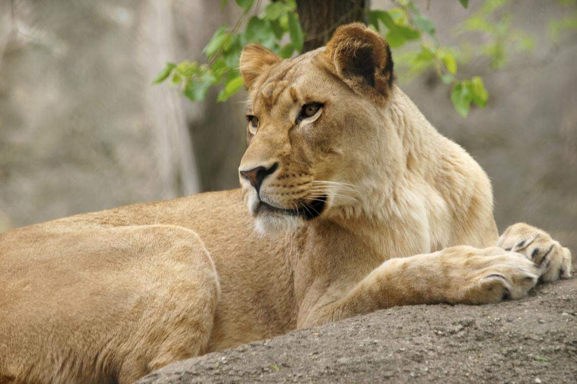 Zuri, the lioness who killed Nyack, had three cubs with him three years ago, the zoo said.