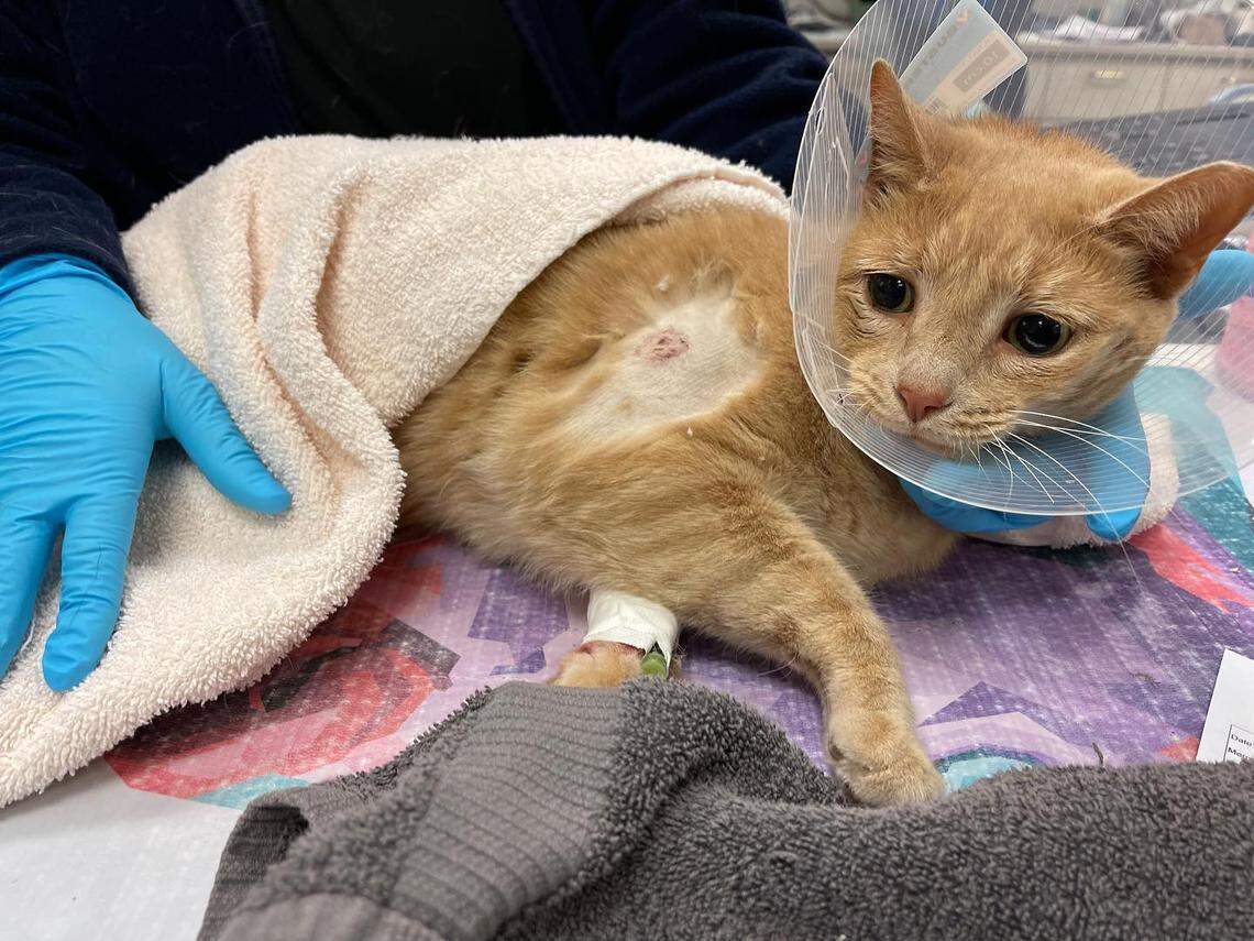 Remnants of a metal projectile, probably a bullet, still remain inside her, the shelter said.