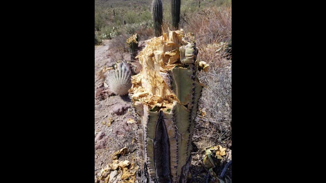 Eight saguaro cactuses were slashed and cut down at Saguaro National Park in Arizona, the park said.