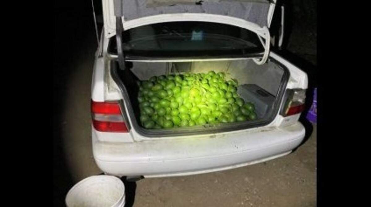 California sheriff’s deputies arrested a man on grand theft and narcotics charges after catching him with a “trunk full of avocados” and a bag of methamphetamine on his dashboard, accoring to the Santa Barbara County Sheriff’s Office.