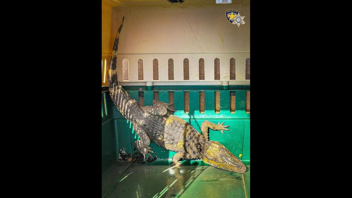 An alligator wandered into a Texas RV park but was quickly evicted, sheriff says.
