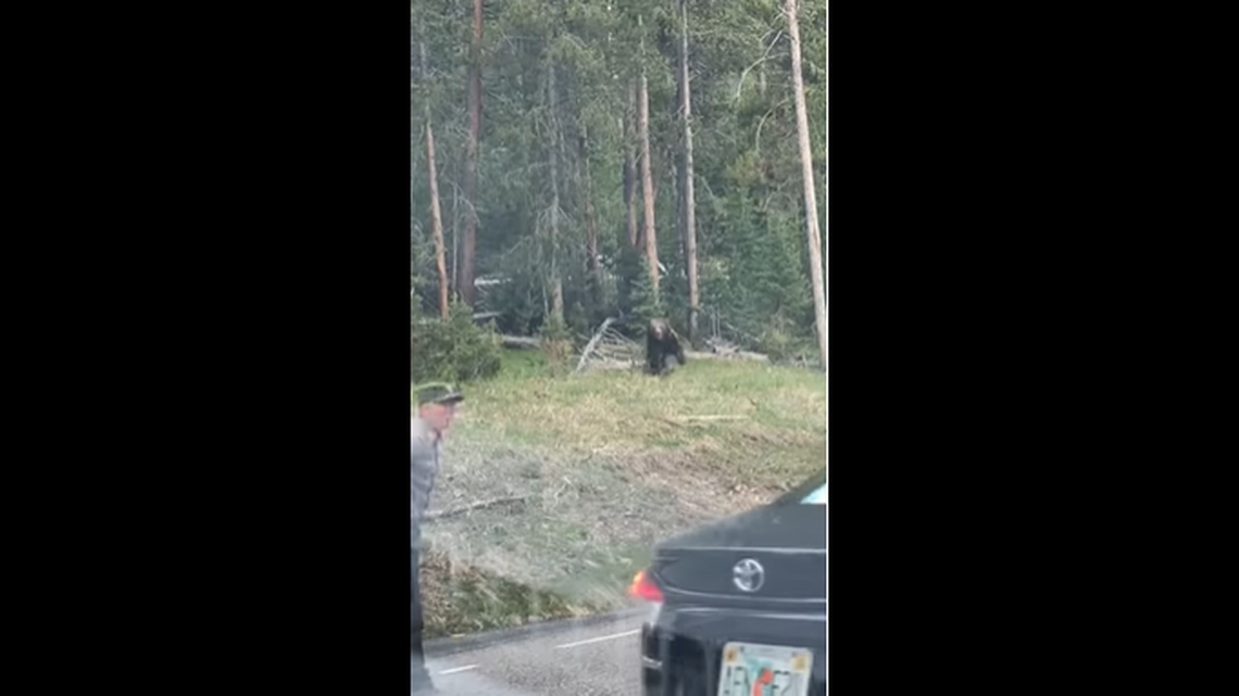 A grizzly bear charged a Yellowstone ranger after a crowd of tourists got “dangerously close” to a pair of grizzlies, officials said.