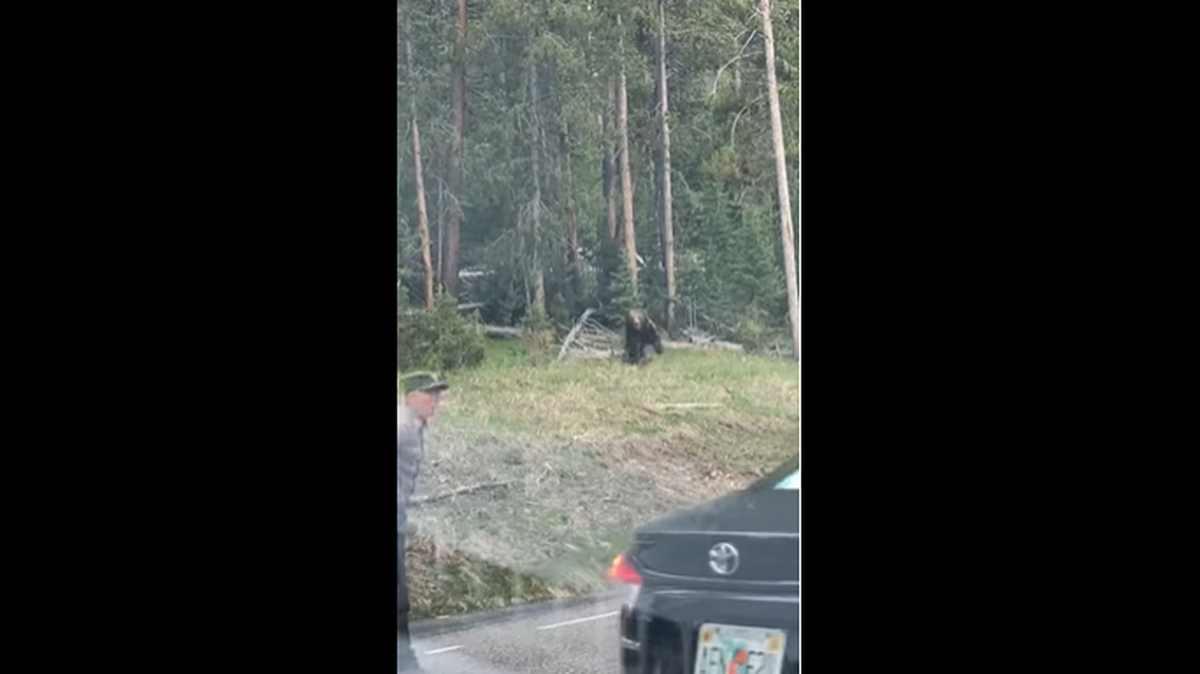 A grizzly bear charged a Yellowstone ranger after a crowd of tourists got “dangerously close” to a pair of grizzlies, officials said.