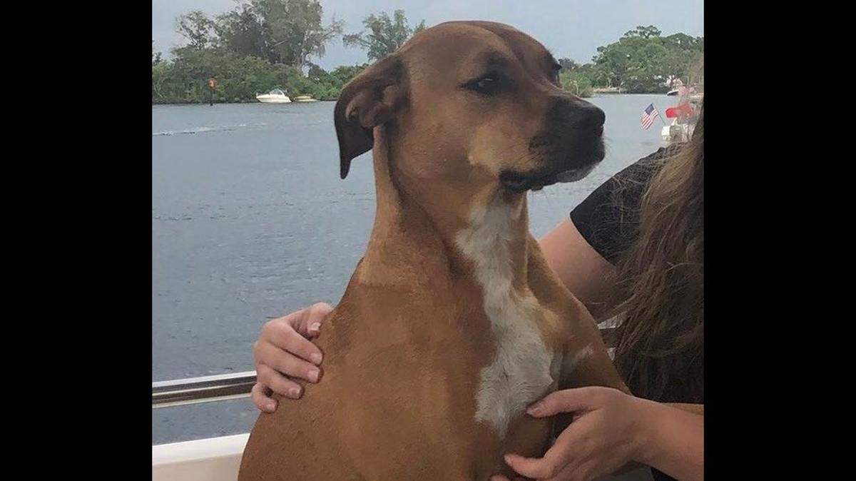 When a U.S. Marine Corps veteran’s car was recently stolen in south Indianapolis, her 2-year-old service dog was inside the vehicle — and the dog was taken as well, police said.