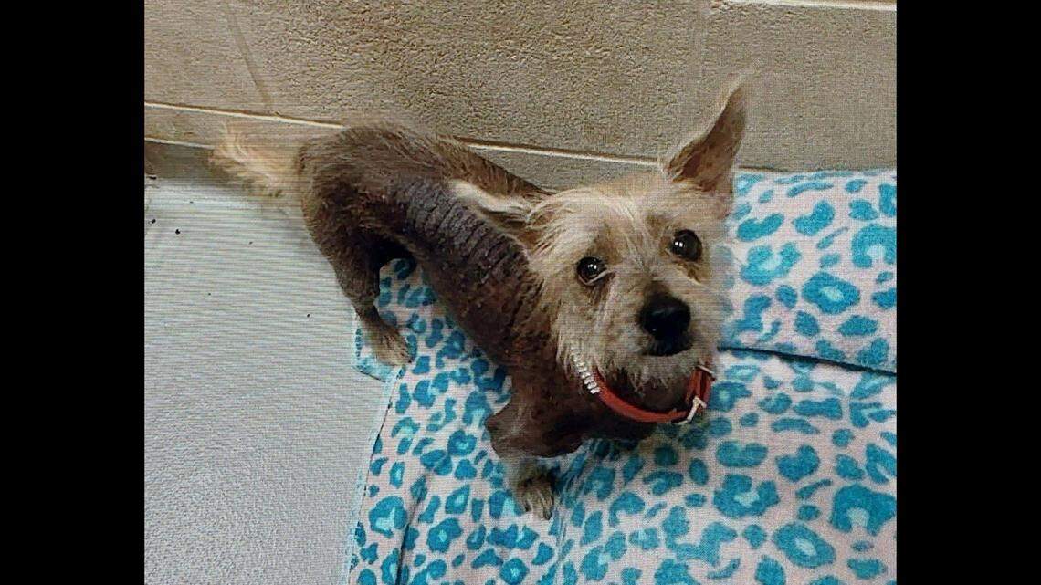 Sheriffs deputies rescued a dog that had been left in a car for 8 hours while the outside temperature reached 95 degrees, Florida officials said.