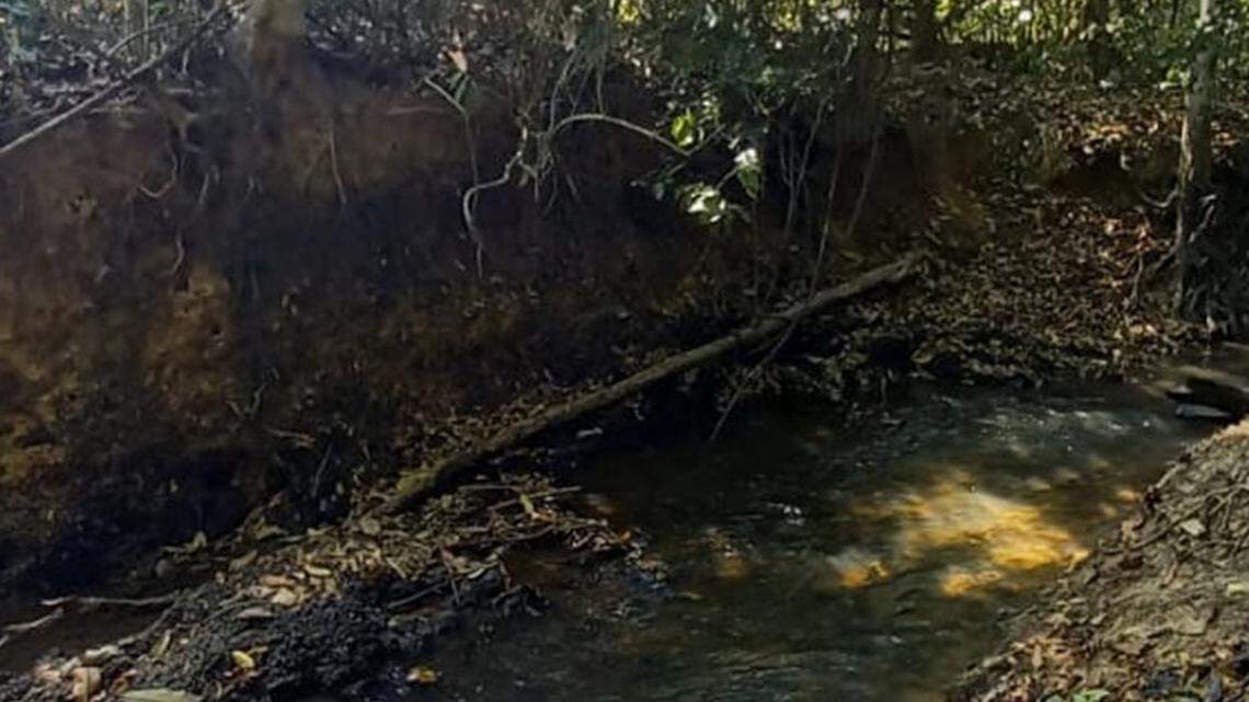 The new species of catfish was discovered in Brazil’s Jamanxim River basin, scientists said.