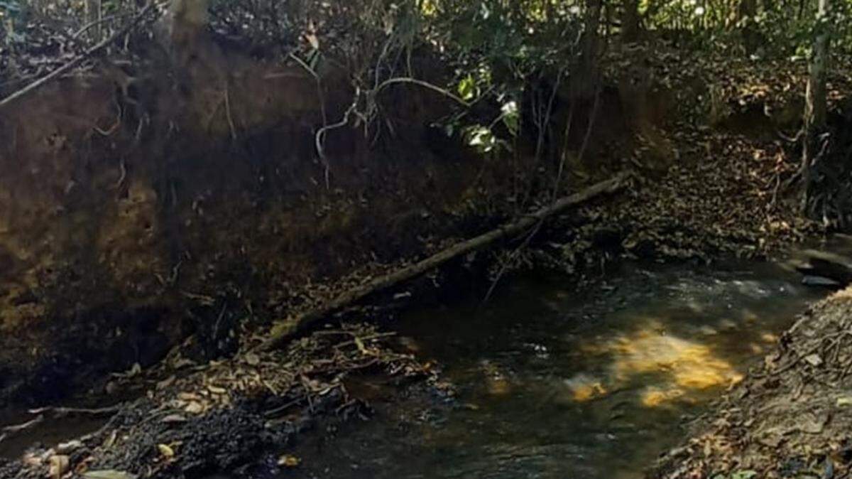 The new species of catfish was discovered in Brazil’s Jamanxim River basin, scientists said.