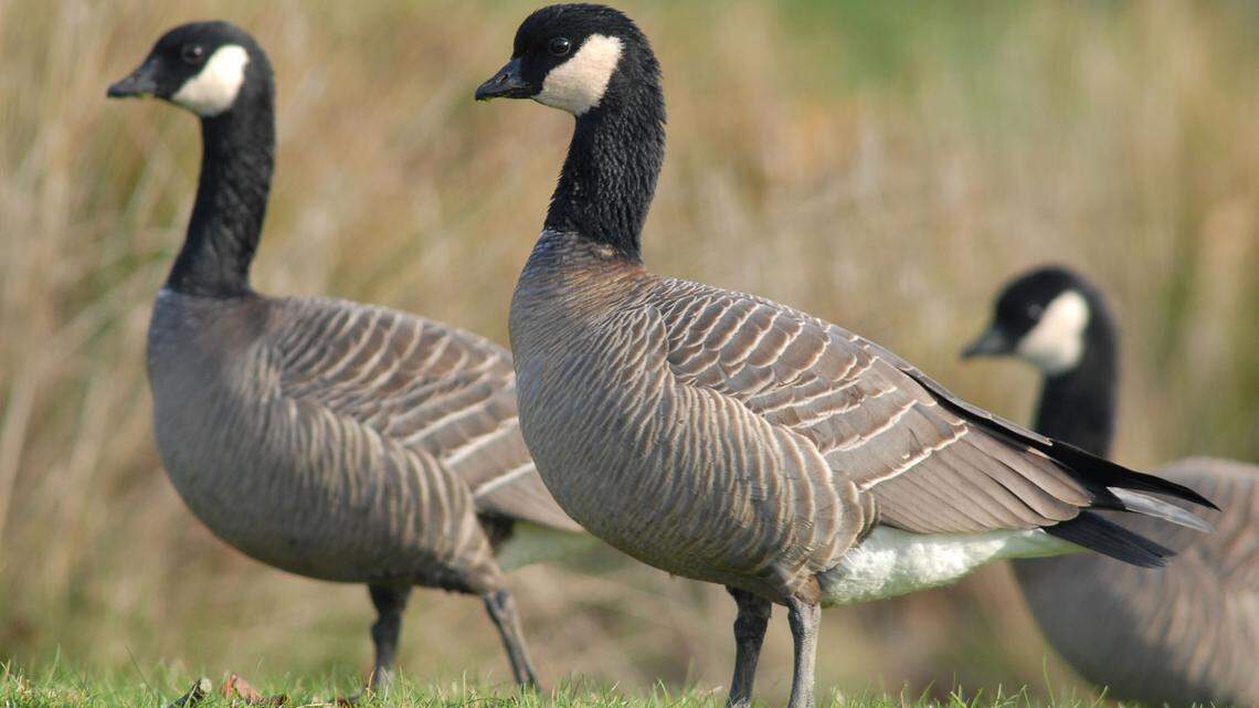 More than 100 cackling geese were found dead from a fungal infection from aspergillosis, Oregon Department of Fish and Wildlife said.