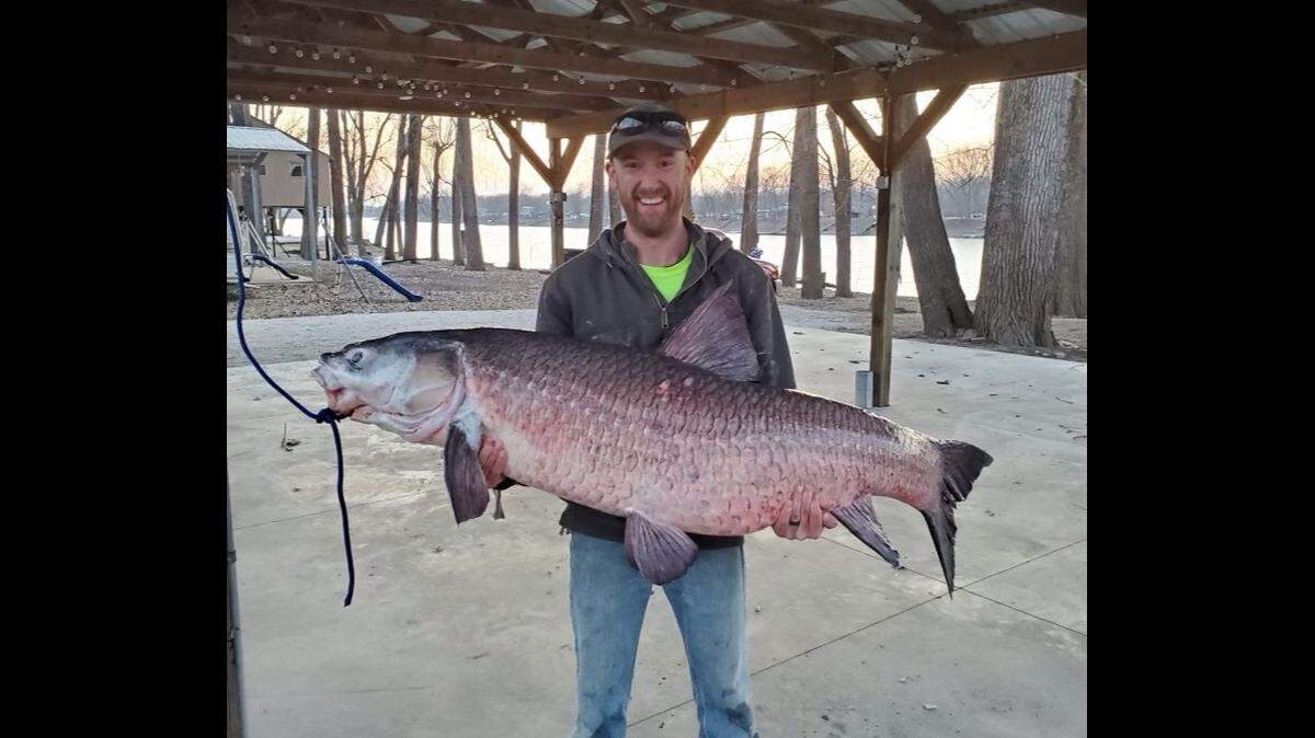Jesse Hughes from Bonnots Mill, Missouri, caught a 112-pound black carp, an invasive fish species threatening the mollusk population in the state’s rivers, officials say. Photo from Missouri Department of Conservation.