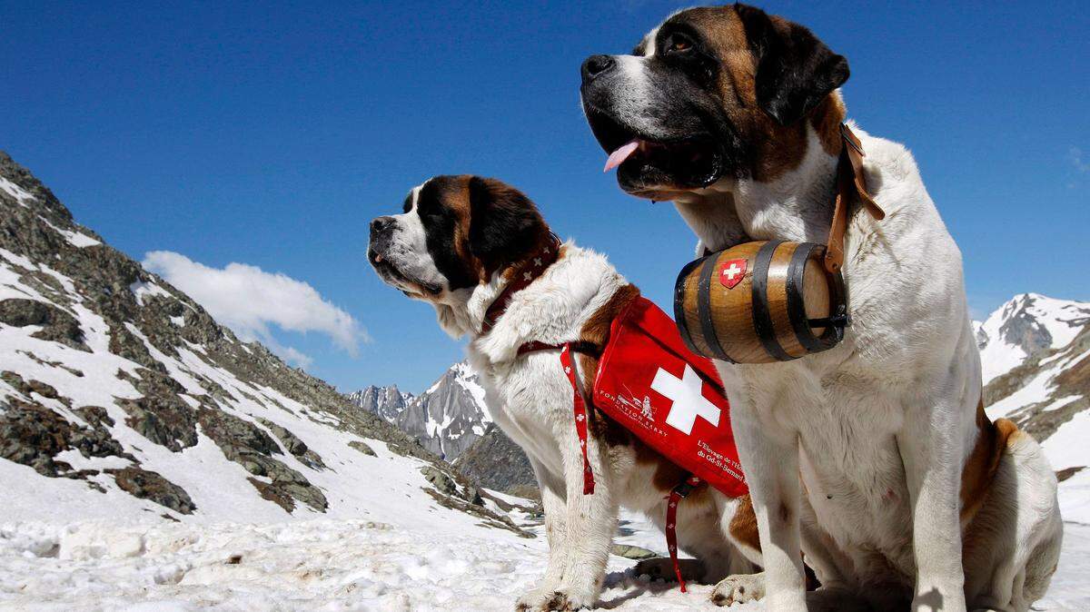 Two Saint Bernard dogs sit in the snow on the Great St. Bernard Pass after returning from their winter quarters in Martigny, Switzerland, Thursday, June 4, 2009. A group of “wolves” seen in a Colorado county turned out to be a gaggle of St. Bernards.