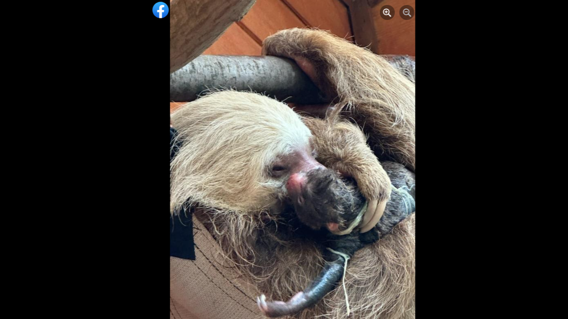 The new baby is sloth Nutella’s first, the zoo said.