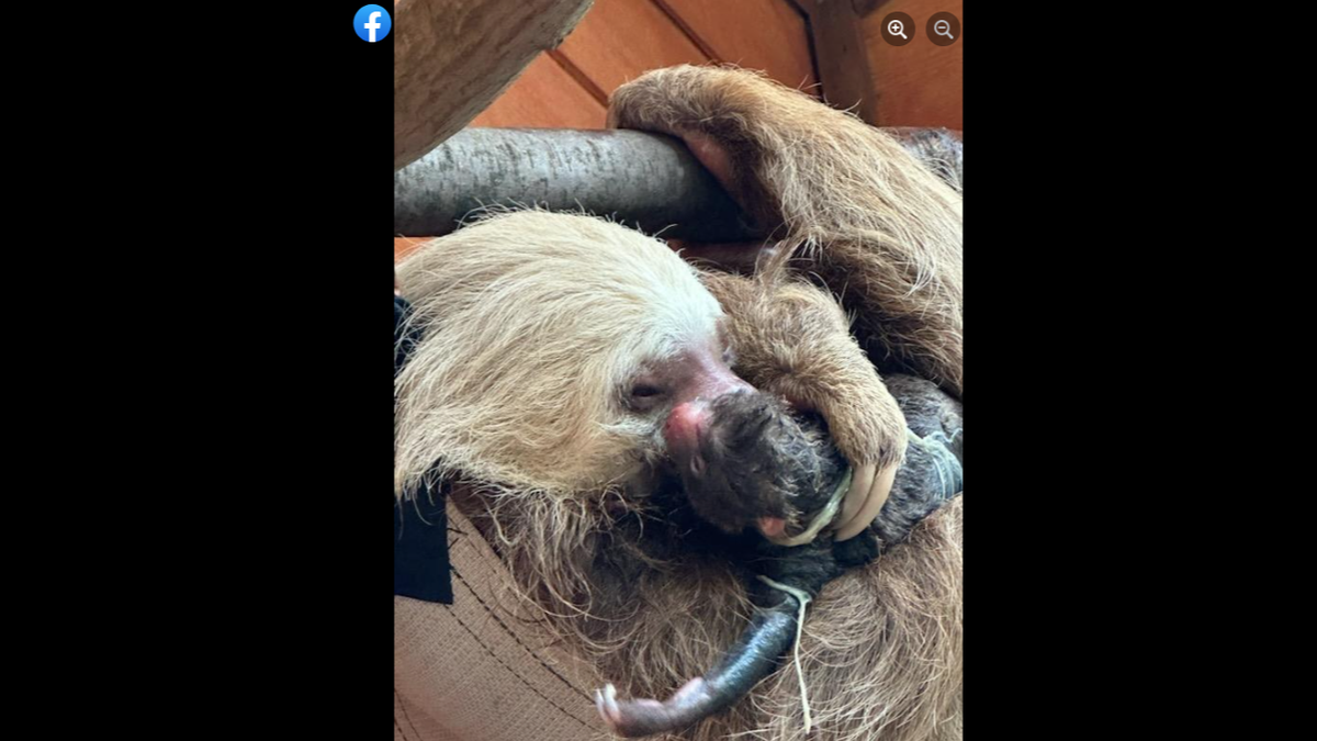 The new baby is sloth Nutella’s first, the zoo said.
