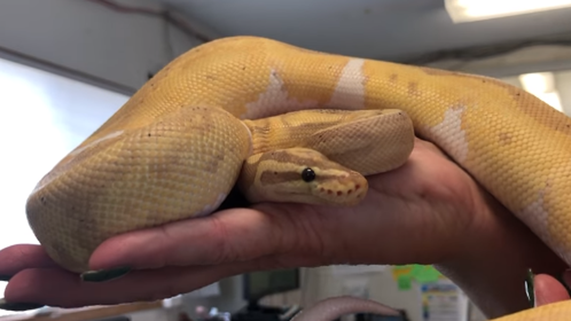 The python, named Banana, was found when the resident pulled out their fridge.
