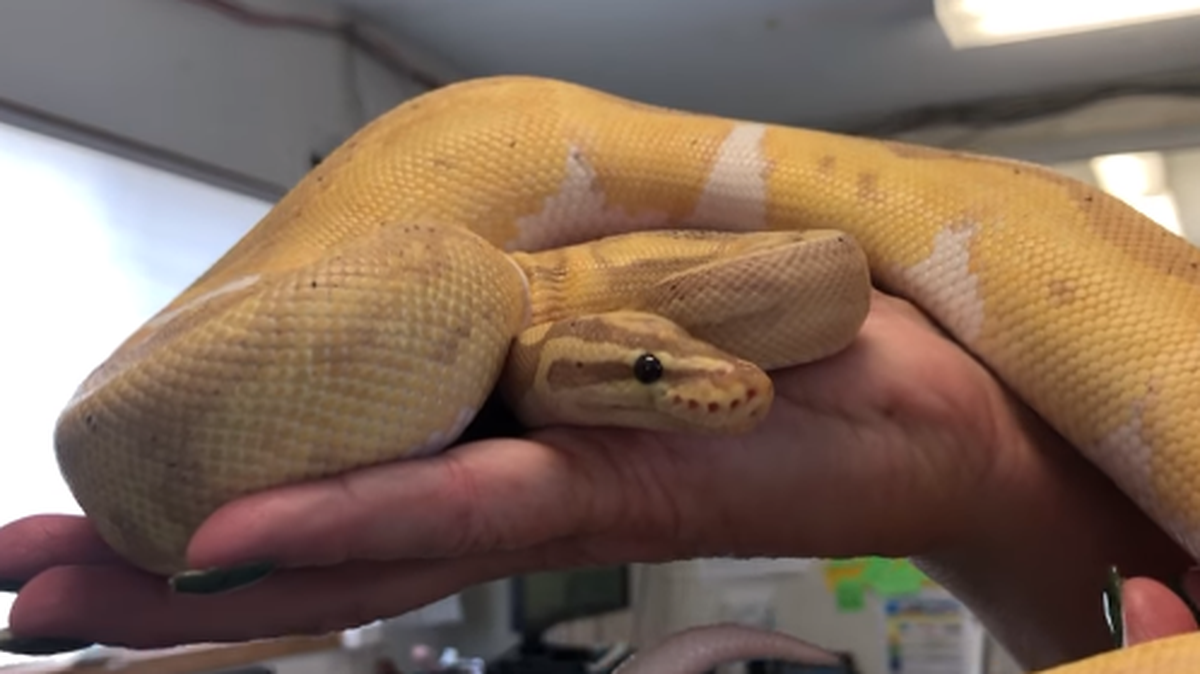 The python, named Banana, was found when the resident pulled out their fridge.