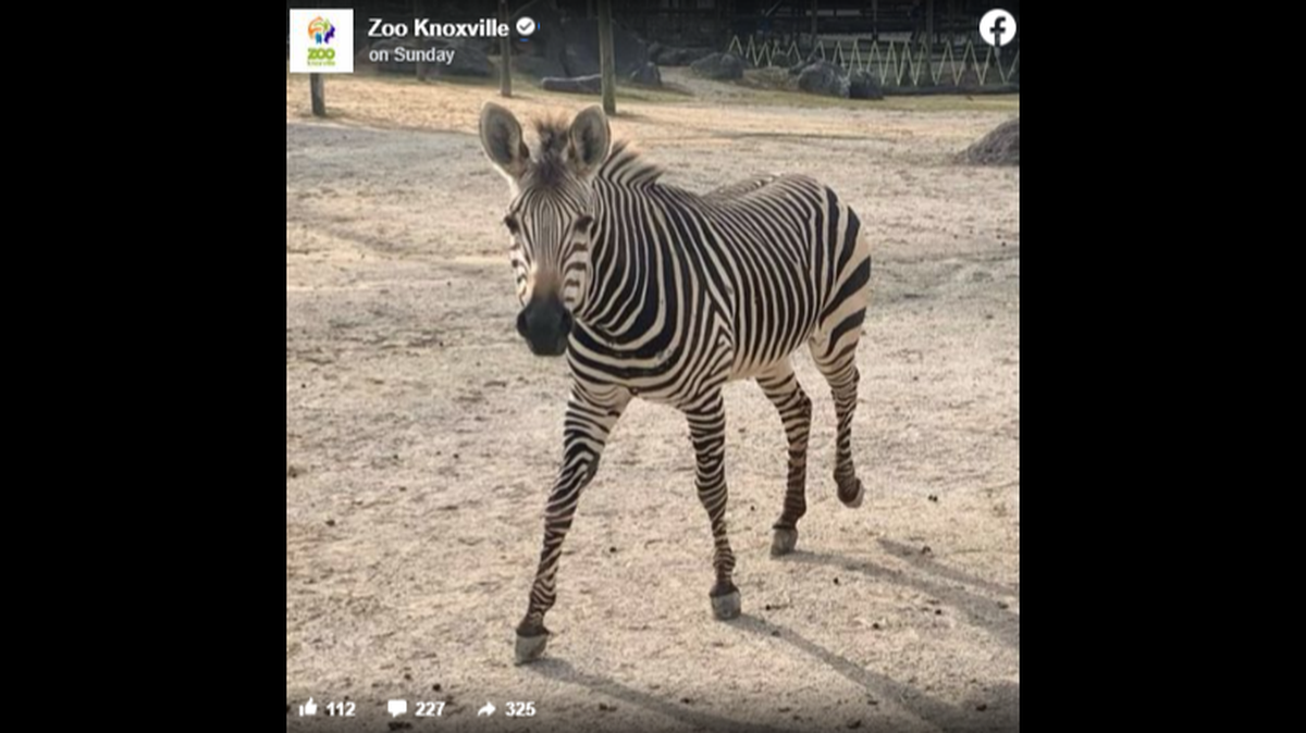 Lydia came to Zoo Knoxville in 2018 as part of a species survival plan program.