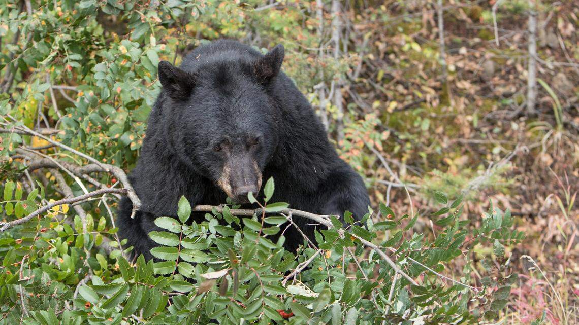 Black bear bites woman and child, then devours their food, Yellowstone officials say