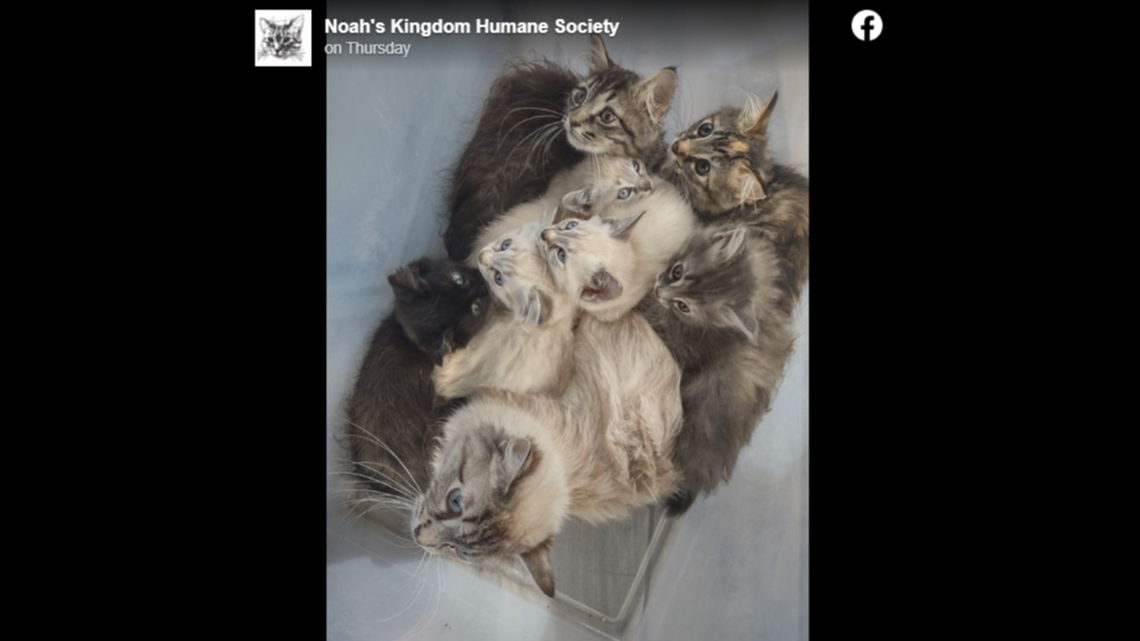 The cats were taken to a veterinarian soon after being found to make sure they were in good health, a New York animal rescue said.