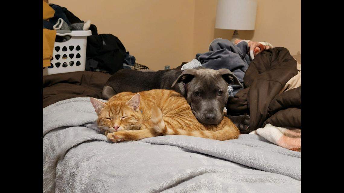 A family’s cat that went missing during their move turned up at their new house 40 miles away two months later.