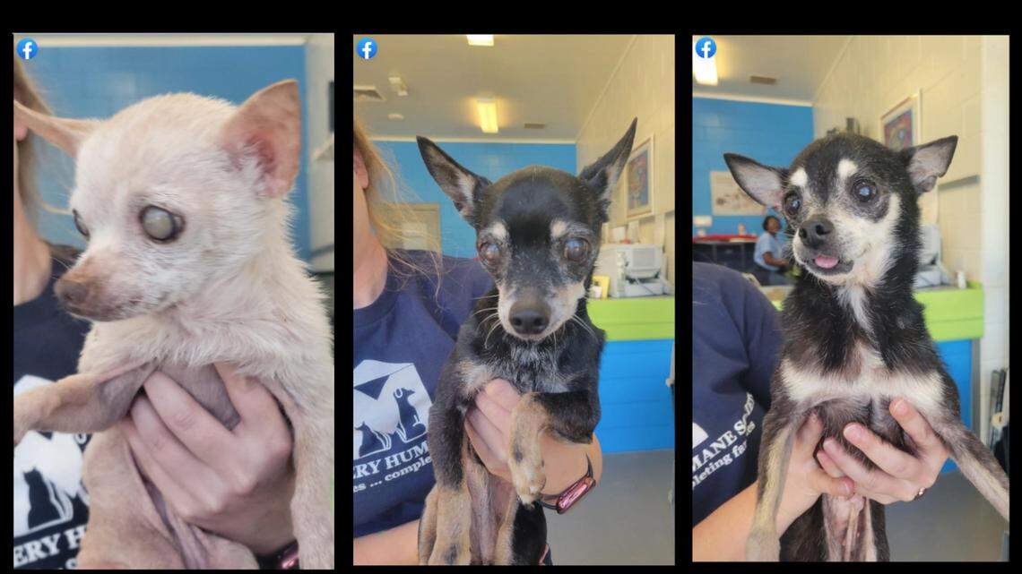 The three 15-year-old pups were surrendered together. The shelter wants them to stay together.
