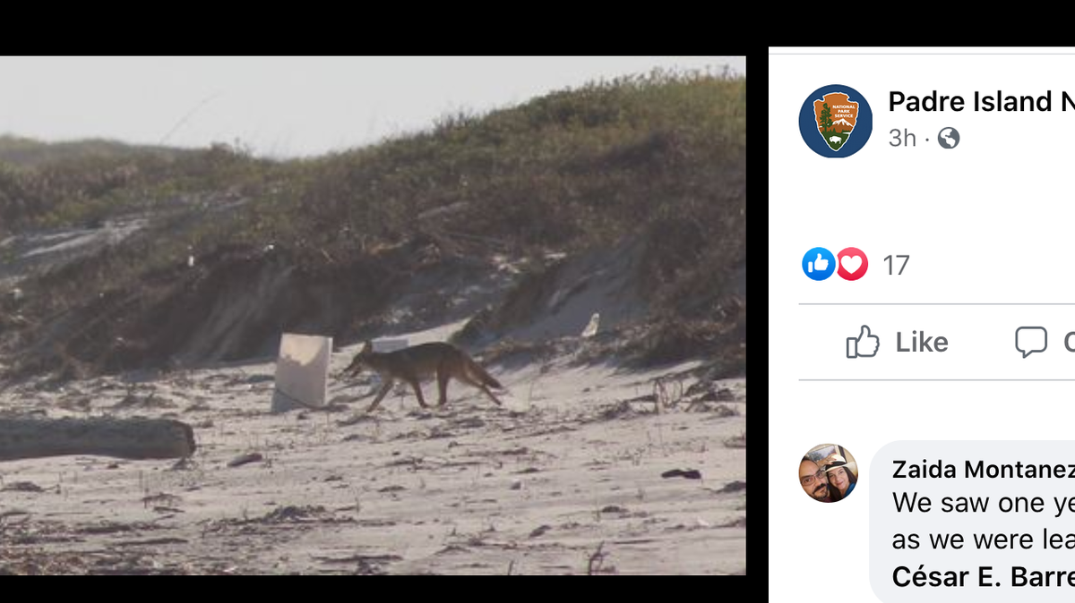 Photos show a coyote on the beach eating a fish at the Padre Island National Seashore near Corpus Christi, Texas. Screengrab from Padre Island National Seashore on Facebook.