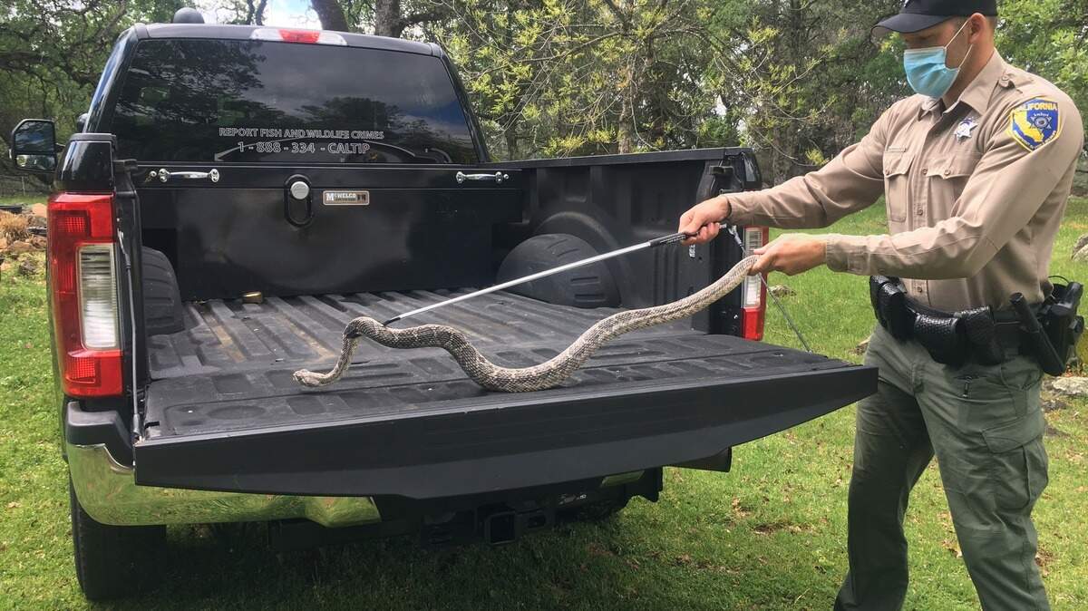 Officials with the California Department of Fish and Wildlife seized 59 rattlesnakes from someone trying to sell them illegally at a reptile exposition.