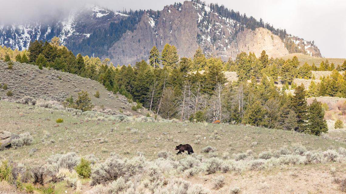 A grizzly bear walks above the Gardner River near the Boiling River parking area.