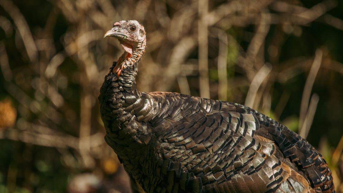 The two teens were turkey hunting when one of their shotguns accidentally fired, officials said.