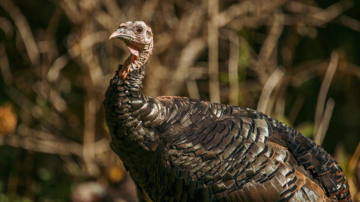 The two teens were turkey hunting when one of their shotguns accidentally fired, officials said.