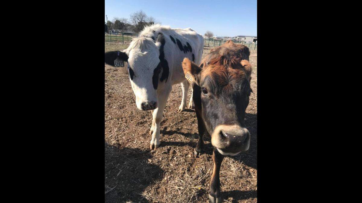 Two cows were found as strays in Kuna. If owners aren’t found, they will be turned over to the livestock market for sale, the Idaho Humane Society said.