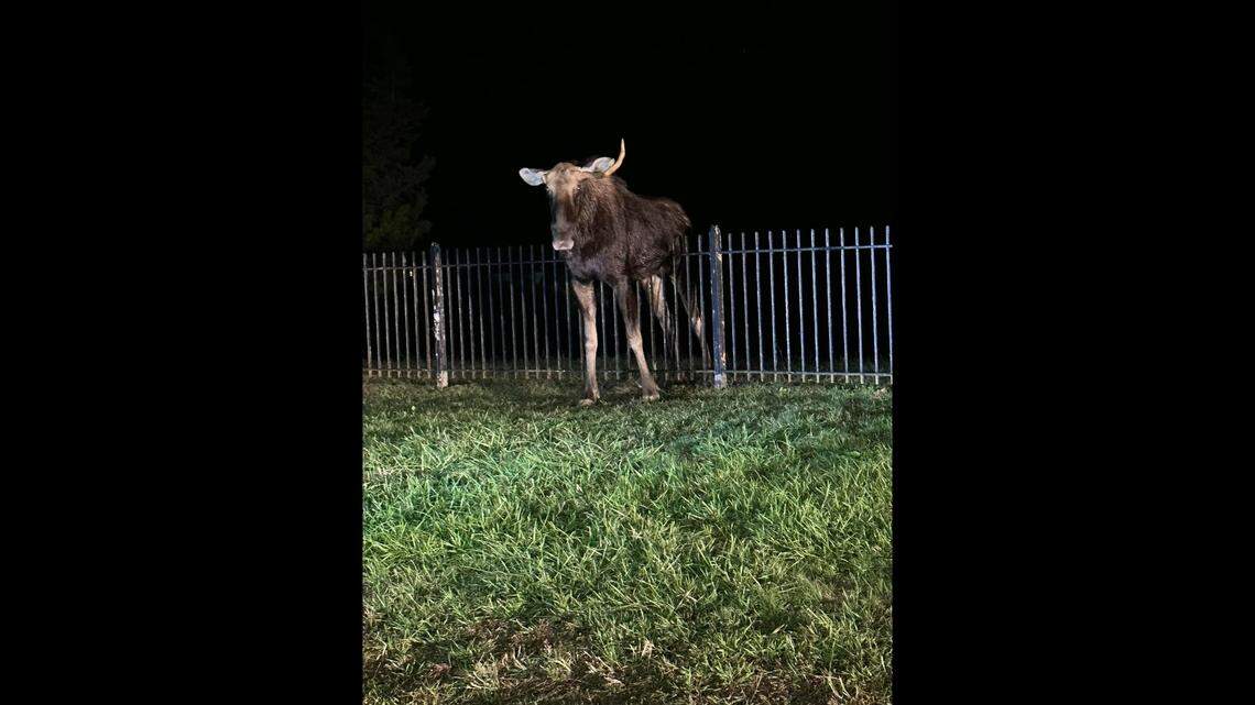 A young bull moose stuck on a fence in Connecticut was freed by first responders using the jaws of life, police said.