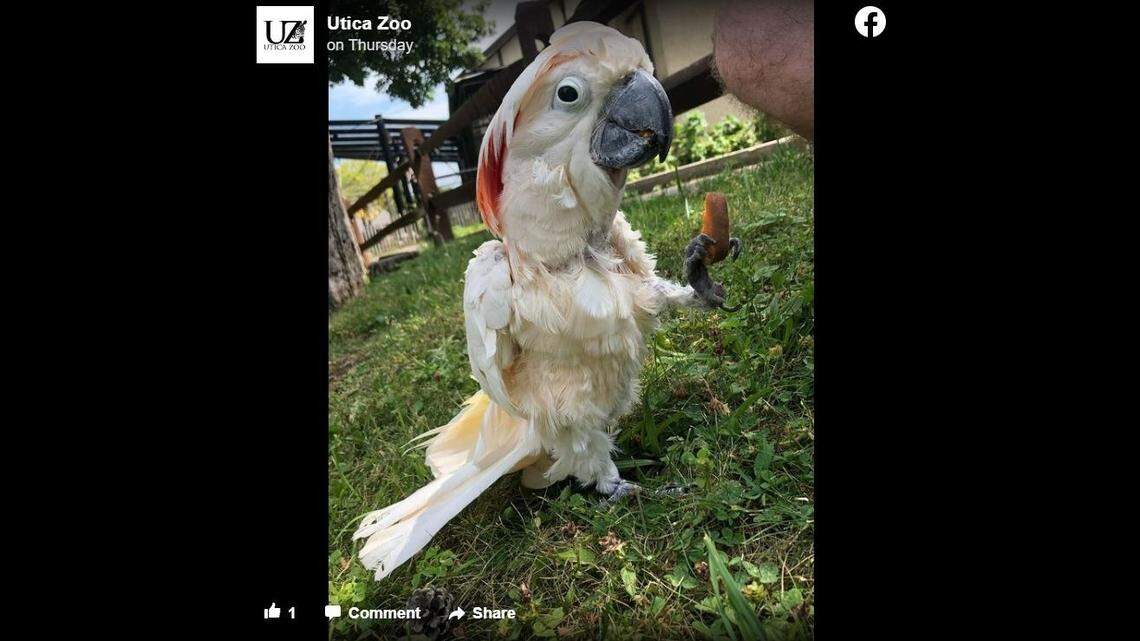 Utica Zoo received an outpouring of support and condolences after announcing the death of their cockatoo Polly on Facebook.