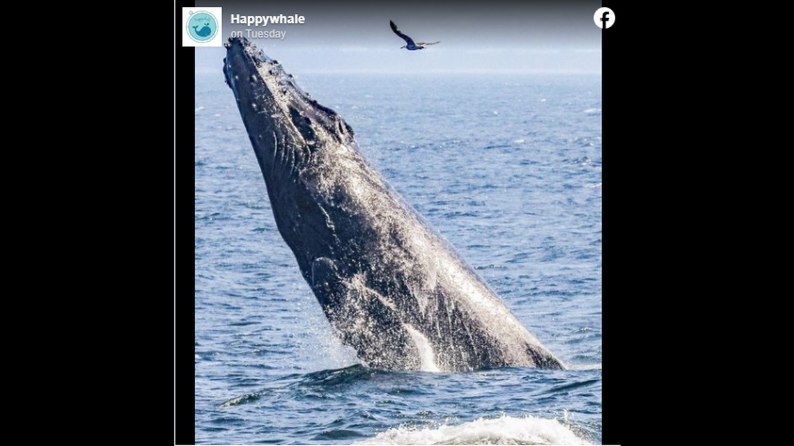 Fran, a 17-year-old humpback whale, was struck by a ship and killed.