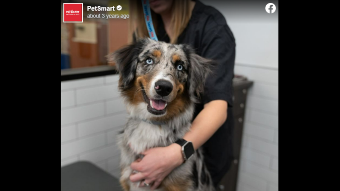 PetSmart promises its groomers free training but forces them to pay it back if they leave the company before two years, a California lawsuit says.