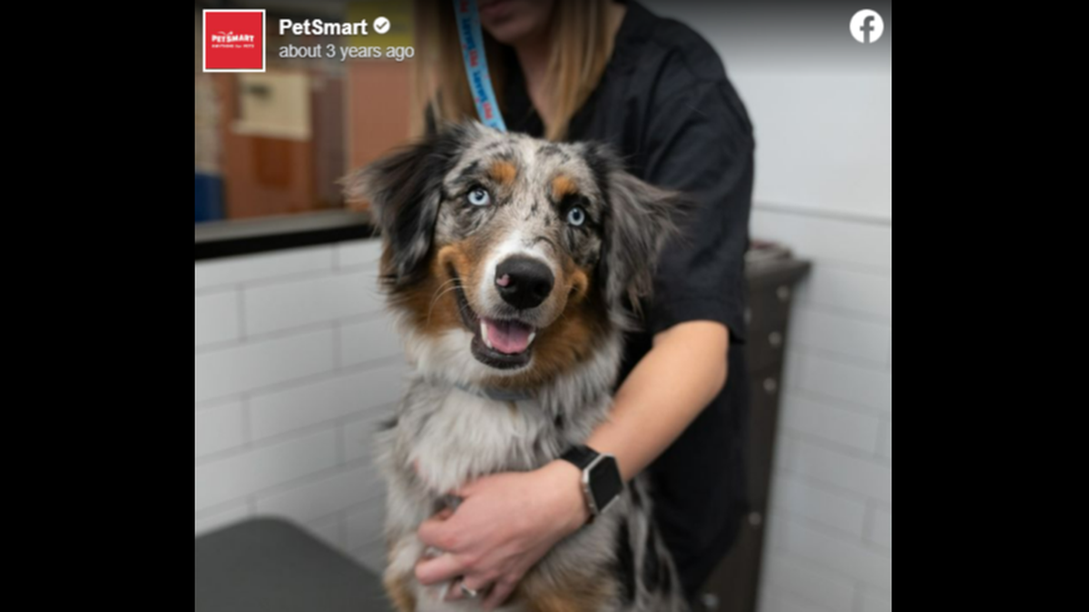 PetSmart promises its groomers free training but forces them to pay it back if they leave the company before two years, a California lawsuit says.