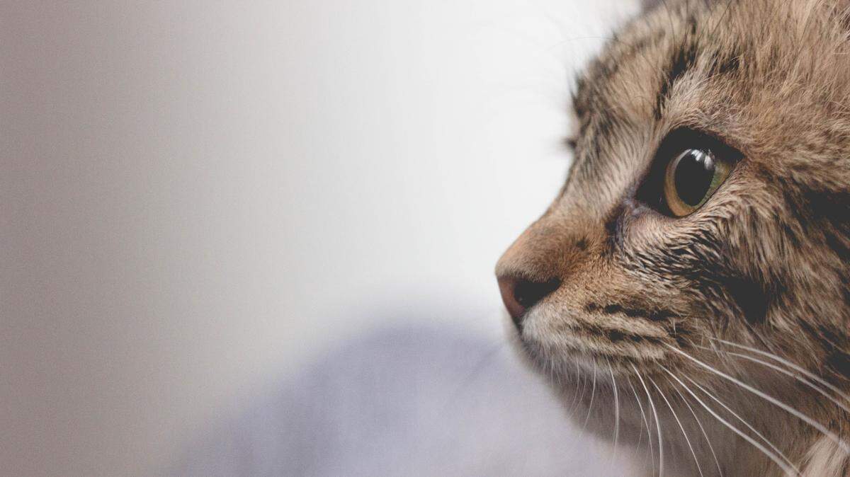 The man was bitten and scratched by a feral cat (not the one pictured), causing a significant bacterial infection, doctors said.