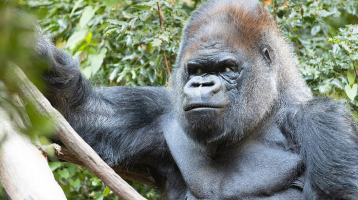 Vip the gorilla died at the Woodland Park Zoo at age 42.
