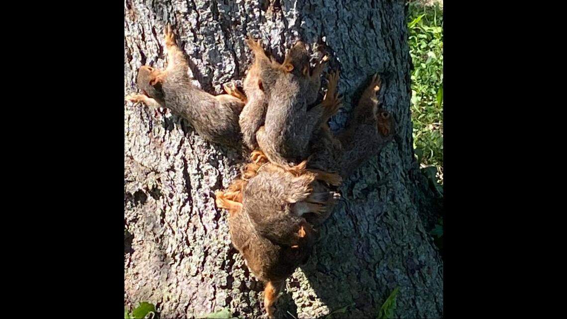 Seven baby squirrels got their tails tied together and fell out of a tree nest in Michigan. Photo from Grand Blanc Township Police Department on Facebook.