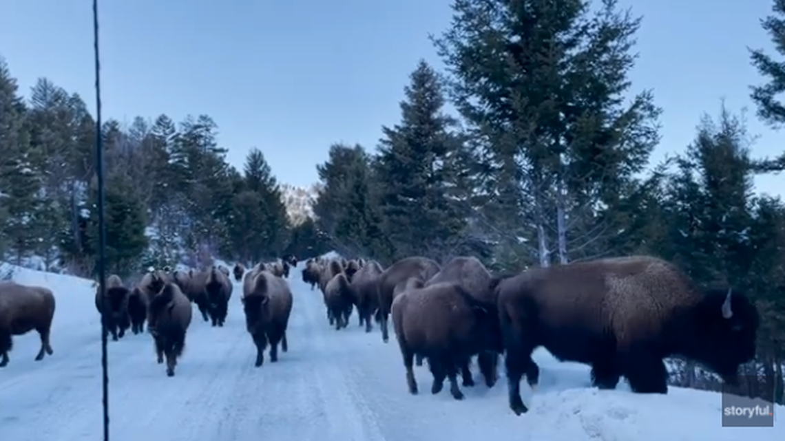  A herd of bison in Lamar Valley, Wyoming, near a Yellowstone National Park entrance blocked a road before moving past a photographer’s truck, video shows. 
