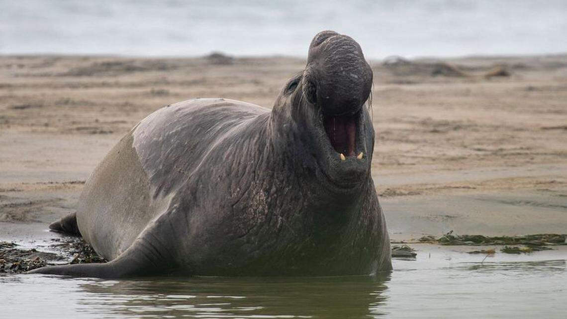 Officials at Point Reyes National Seashore closed down beach access because there were so many male elephant seals.